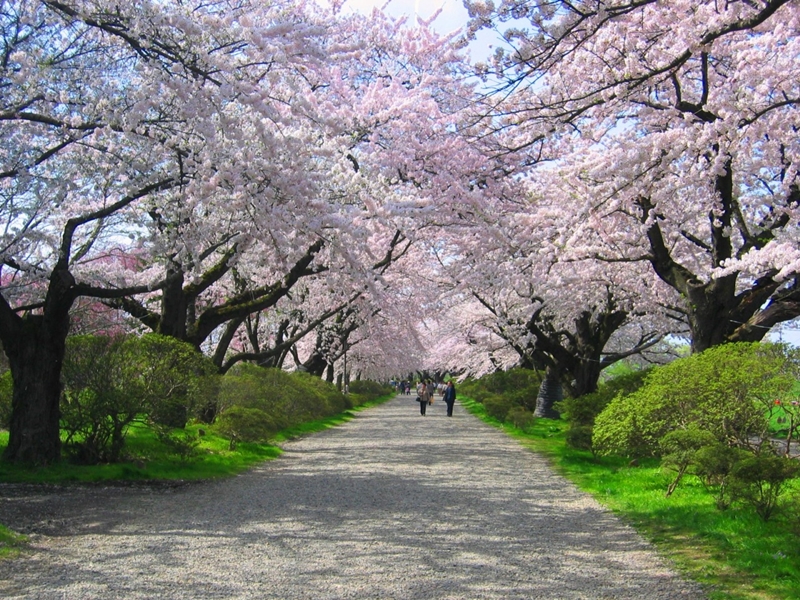 Spring in Tohoku : ใบไม้ผลิที่โทโฮคุ