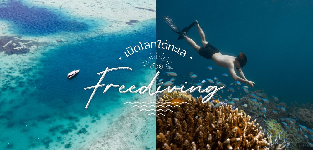 ชวนไปเปิดโลกใต้ทะเล ด้วย "Freediving"