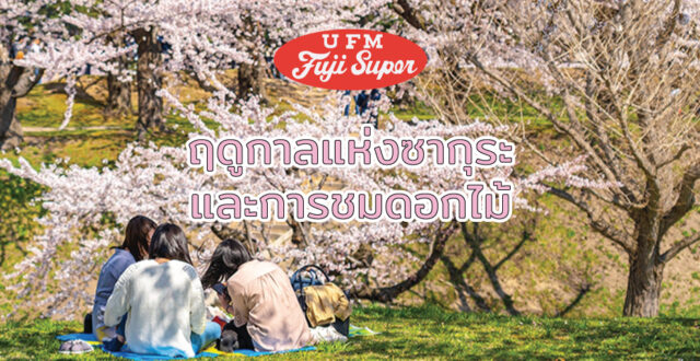 ฤดูกาลแห่งซากุระและการชมดอกไม้ (Sakura and Hanami)