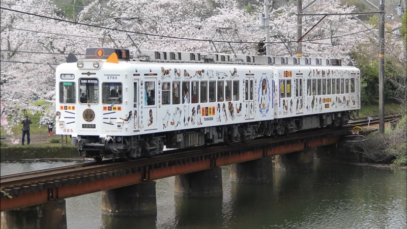 นั่งรถไฟแมวเหมียวทามะชมซากุระที่ Oikeyuen, Wakayama