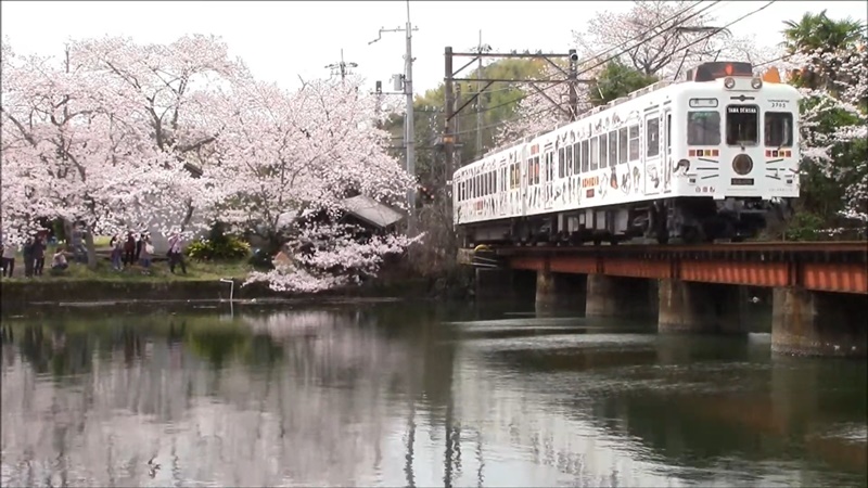 นั่งรถไฟแมวเหมียวทามะชมซากุระที่ Oikeyuen, Wakayama