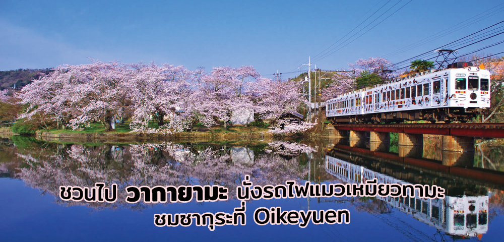 นั่งรถไฟแมวเหมียวทามะชมซากุระที่ Oikeyuen, Wakayama